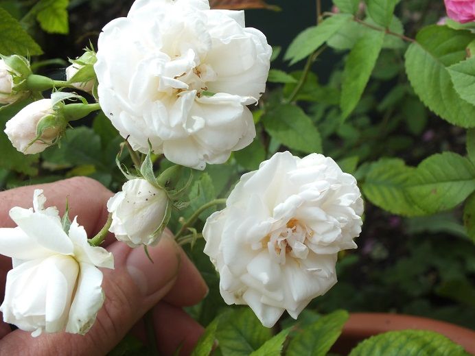  photo Mariepavie_zpsdfeb2ced.jpg